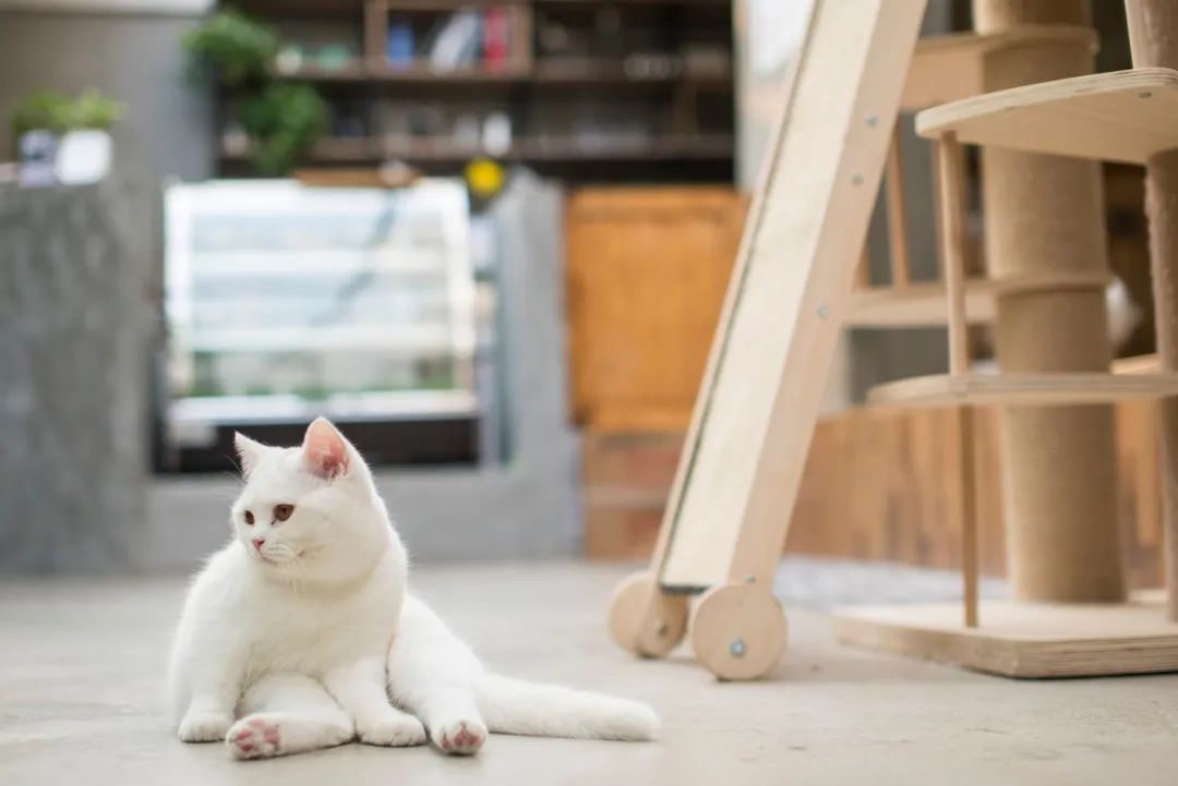 武汉哪里有猫咖啡厅_武汉的猫咖_武汉有猫的咖啡店